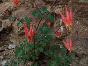 Western red columbine(Aquilegia elegantula)