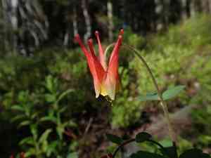Western red columbine(Aquilegia elegantula)