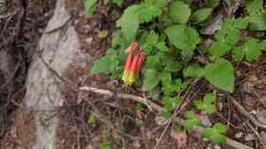 Western red columbine(Aquilegia elegantula)
