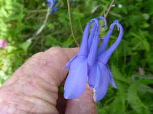 Fan columbine(Aquilegia flabellata)