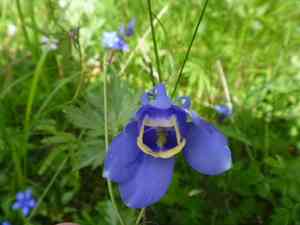 Fan columbine(Aquilegia flabellata)