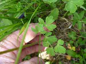 Fan columbine(Aquilegia flabellata)