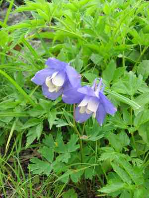 Fan columbine(Aquilegia flabellata)