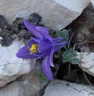 Jones' columbine(Aquilegia jonesii)