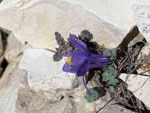 Jones' columbine(Aquilegia jonesii)