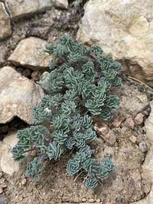 Jones' columbine(Aquilegia jonesii)