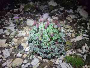 Jones' columbine(Aquilegia jonesii)