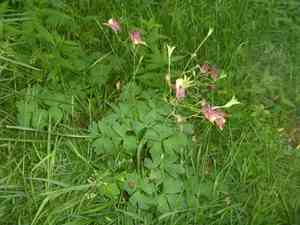 Oriental columbine(Aquilegia oxysepala)