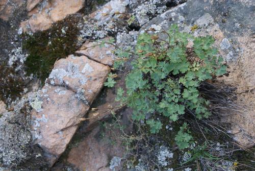 Green-flowered columbine