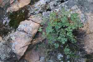 Green-flowered columbine(Aquilegia viridiflora)