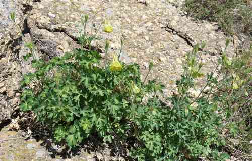 Green-flowered columbine(Aquilegia viridiflora)