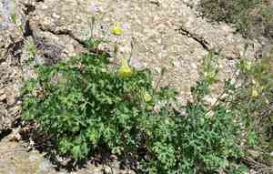 Green-flowered columbine(Aquilegia viridiflora)