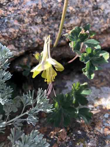 Green-flowered columbine(Aquilegia viridiflora)