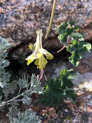 Green-flowered columbine(Aquilegia viridiflora)