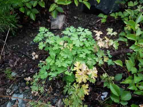 Green-flowered columbine(Aquilegia viridiflora)