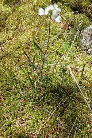 Lyreleaf rockcress(Arabidopsis lyrata)