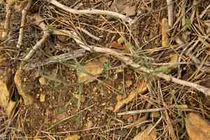 Lyreleaf rockcress(Arabidopsis lyrata)