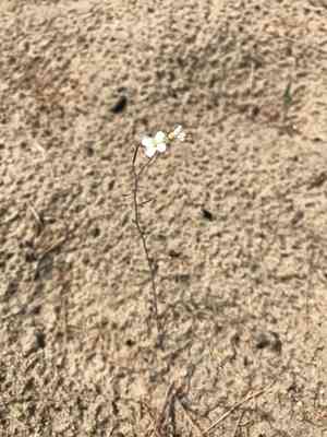 Lyreleaf rockcress(Arabidopsis lyrata)