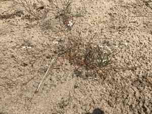 Lyreleaf rockcress(Arabidopsis lyrata)