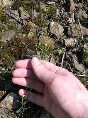 Mouse-ear cress(Arabidopsis thaliana)