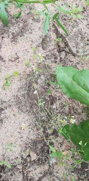Mouse-ear cress(Arabidopsis thaliana)