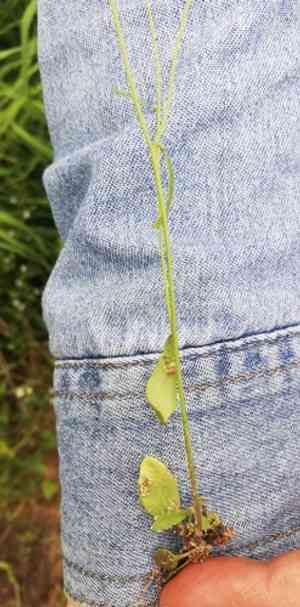 Mouse-ear cress(Arabidopsis thaliana)