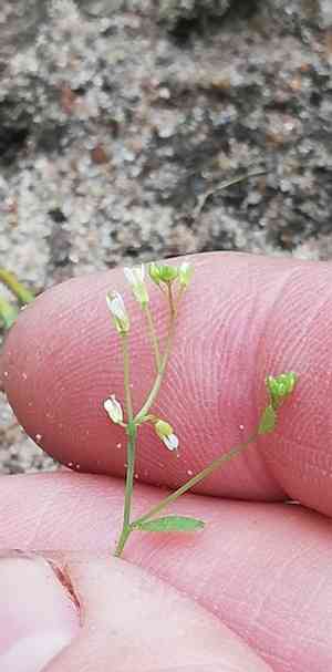 Mouse-ear cress(Arabidopsis thaliana)