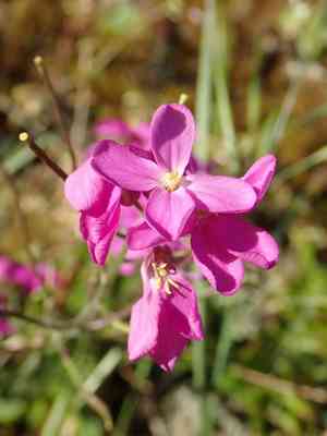 Coast rock cress(Arabis blepharophylla)