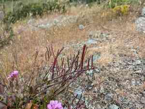 Coast rock cress(Arabis blepharophylla)
