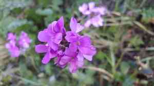 Coast rock cress(Arabis blepharophylla)