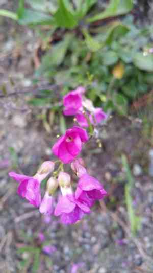 Coast rock cress(Arabis blepharophylla)