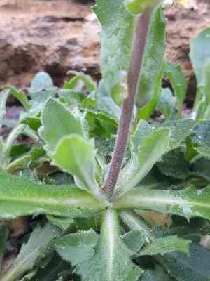 Garden rockcress(Arabis caucasica)