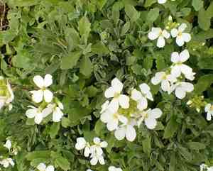 Garden rockcress(Arabis caucasica)