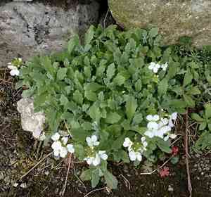 Garden rockcress(Arabis caucasica)