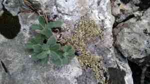 Garden rockcress(Arabis caucasica)