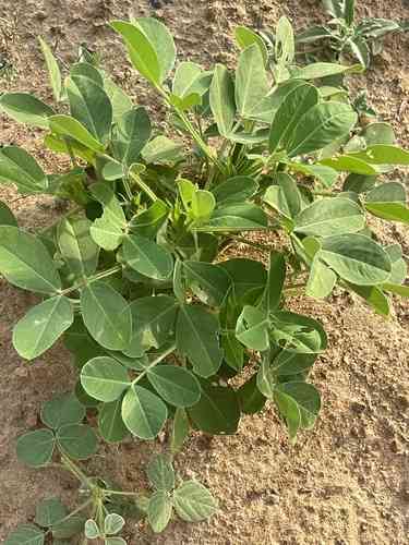 Peanut(Arachis hypogaea)
