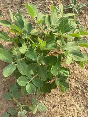 Peanut(Arachis hypogaea)