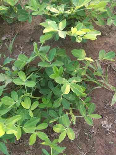Peanut(Arachis hypogaea)