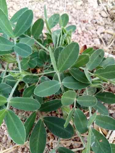 Peanut(Arachis hypogaea)