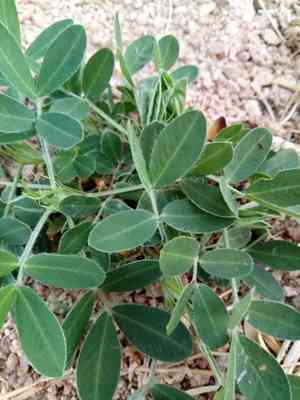 Peanut(Arachis hypogaea)