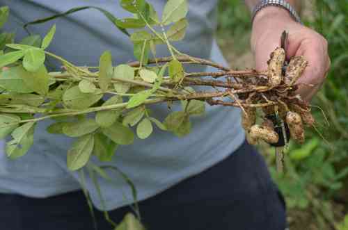 Peanut(Arachis hypogaea)