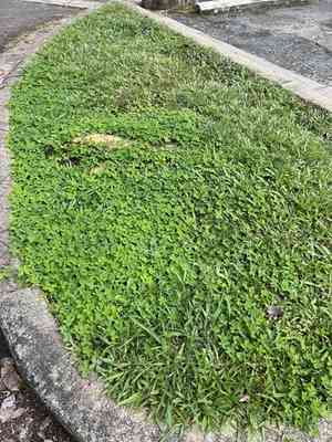 Creeping peanut(Arachis repens)