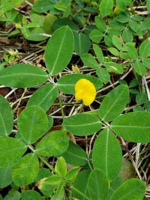 Creeping peanut(Arachis repens)