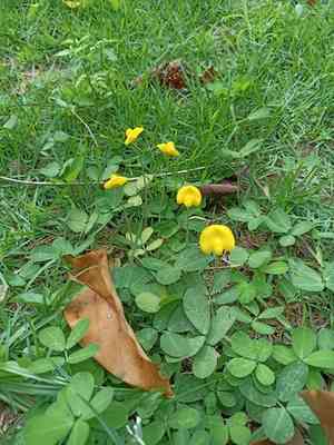 Creeping peanut(Arachis repens)