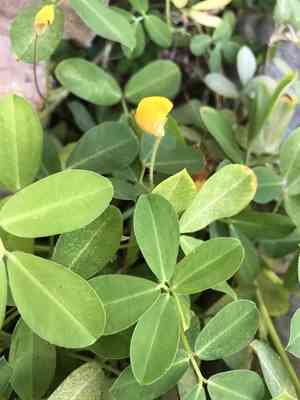 Creeping peanut(Arachis repens)