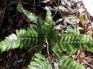 East indian holly fern(Arachniodes simplicior)