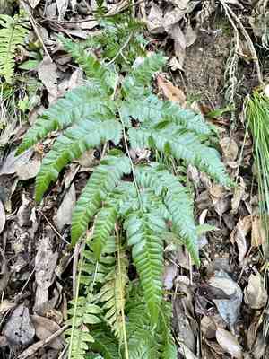 East indian holly fern(Arachniodes simplicior)