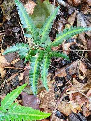 East indian holly fern(Arachniodes simplicior)