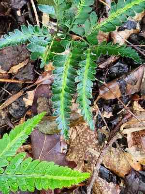 East indian holly fern(Arachniodes simplicior)