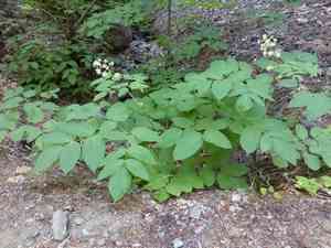 California spikenard(Aralia californica)